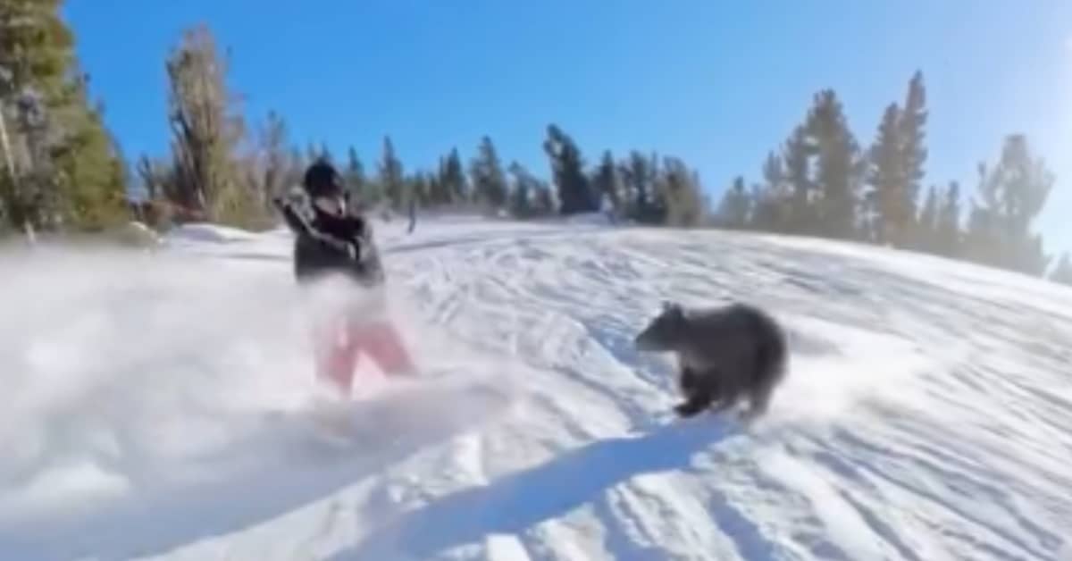 Bear Collides with Snowboarder at South Lake Tahoe's Heavenly Resort